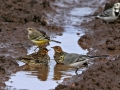 Red-throated Pipits, Yellow and White Wagtails