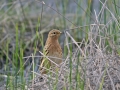red_throated_pipit_0.jpg