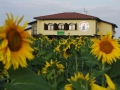 lodge_sunflowers